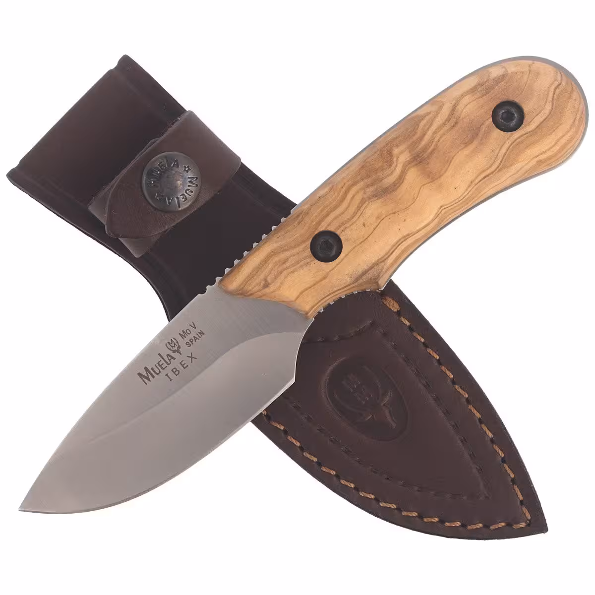 Muela-Full-Tang-Olive-Wood-Satin-X50CrMoV15-IBEX-8-OL